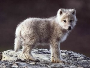 Baby_wolf