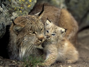 baby-lynx-232-990x742