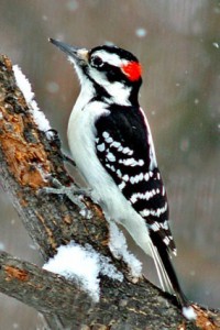 hairy_woodpecker_5